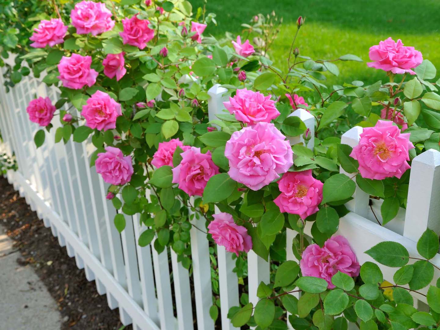 Photo of a Denver Colorado residential fence